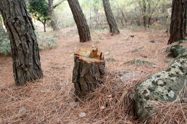 Cleburne, TX Tree Care Company